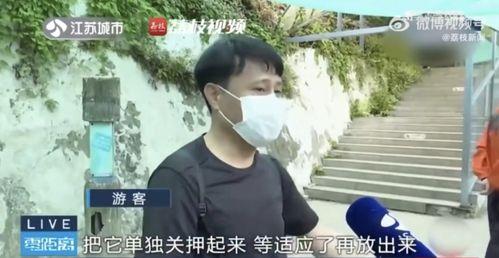 网红吃瓜打架,网络暴力与道德沦丧的缩影