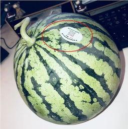 吃网红的瓜违法吗,揭秘吃瓜行为背后的法律风险